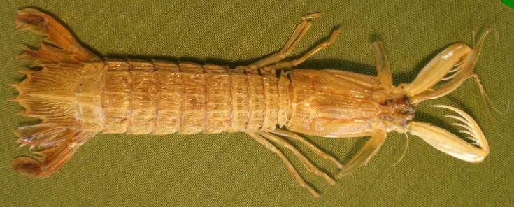 carinosquilla carinata.bmp